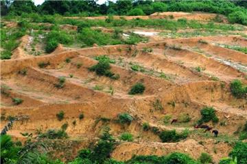 Năm 2026, sử dụng đất khai hoang có bị thu hồi không?